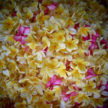 Attar of Frangipani