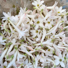 Attar of Tuberose